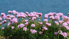 A planta mais subestimada para o jardim: resiste ao vento e à seca