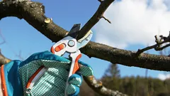 As árvores vão dar frutos em abundância: os segredos da poda na primavera