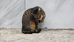 Basta olhar para estes rostinhos: os encantadores gatos de Istambul captados pela lente do nosso fotógrafo