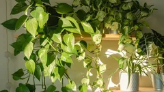 Um efeito impressionante sem esforço: como o potos transforma o espaço