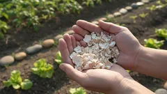 Está a deitá-la fora à toa! Onde a casca de ovo realmente ajuda as plantas