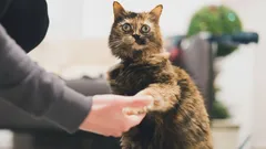 O segredo que os gatos não querem revelar: como fazê-los dar a pata