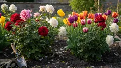 Nunca plante isto junto às rosas — vai acabar por destruir os arbustos sem se aperceber