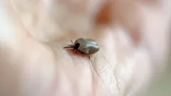 Ácaro na pele: o que fazer e a quem recorrer após uma picada