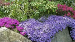 As melhores plantas perenes de baixo porte para o primeiro plano: um canteiro que não requer cuidados