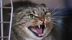 Não é por maldade, mas por medo: por que é que o seu gato sibila e arranha